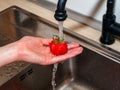 A woman`s hand holds tomatoes under running tap water, the importance of handling and thoroughly washing vegetables and fruits du Royalty Free Stock Photo