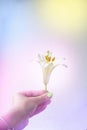 A woman& x27;s hand holds a white lily bud Royalty Free Stock Photo