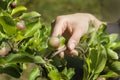 Woman`s hand holds a young apple-tree branch with a young growing fruit.