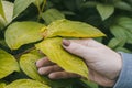 Woman's hand with manicure holds a leaf with raindrops Royalty Free Stock Photo