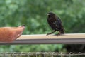 A woman`s hand offers food to a Starling