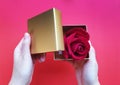 The woman`s hand is opening the box and hand is holding a golden color box with beautiful red rose inside the box.  on pas Royalty Free Stock Photo