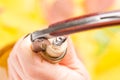 A woman`s hand opens a bottle of white wine with a corkscrew.. Top view. Royalty Free Stock Photo