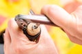 A woman`s hand opens a bottle of white wine with a corkscrew.. Top view. Royalty Free Stock Photo