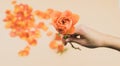 A woman`s hand with an orange rose on a rose petal background. Concept of spring. Copy space Royalty Free Stock Photo