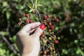Woman`s hand picking berries or harvest. Blackberry bush on a branch close-up. Ripe blackberries on a green ba
