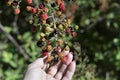 Woman`s hand picking berries or harvest. Blackberry bush on a branch close-up. Ripe blackberries on a green ba