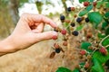 Woman`s hand picking blackberries from a bush to prepare autumn jam