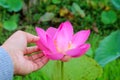 Woman`s hand picking a pink lotus flower blossom in pond on green leaves background. Person with Nelumbo nucifera in hands. Royalty Free Stock Photo