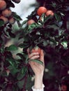 Woman`s hand picking ripe apples from an apple tree Royalty Free Stock Photo