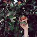 Woman`s hand picking ripe apples from an apple tree Royalty Free Stock Photo