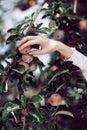 Woman`s hand picking ripe apples from an apple tree Royalty Free Stock Photo