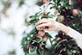 Woman`s hand picking ripe apples from an apple tree Royalty Free Stock Photo