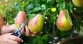 Art WomanÃ¢â¬â¢s hand picking up pear fruits on the background of fruit garden; Pear harvest in an orchard