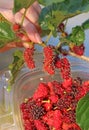 Woman`s Hand Picking Vibrant Red Ripening Mulberry Fruits for Cooking Jam Royalty Free Stock Photo