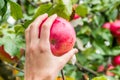 Woman`s hand picks beautiful red apple from the tree.