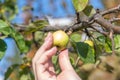 Woman`s hand picks green apple Royalty Free Stock Photo