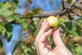 Woman`s hand picks green apple Royalty Free Stock Photo