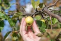 Woman`s hand picks green apple Royalty Free Stock Photo