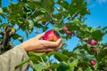 A woman& x27;s hand picks a ripe red apple from a branch of an apple tree. Looking up Royalty Free Stock Photo