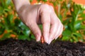 woman`s hand planting a bean seed in soil. Royalty Free Stock Photo