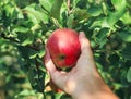 Woman`s hand pluck red fruit fruit Apple ripe in the Sunny garden on the farm