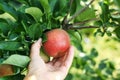 Woman`s hand pluck ripe red fruit fruit Apple in the Sunny garden on the farm