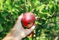 hand pluck red fruit Apple fruit ripens in Sunny garden Royalty Free Stock Photo