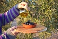 Woman`s hand pouring olive oil from a jug over a bowl of black olives Royalty Free Stock Photo