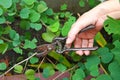 Woman's hand pruning plants