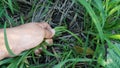 The woman`s hand is pulling the weeds out of the vegetable plot, garlic plot Royalty Free Stock Photo