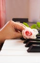 Woman's hand put a pink rose on piano keyboard. Royalty Free Stock Photo