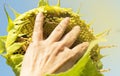 A woman`s hand on a round sunflower flower against the blue sky on a Sunny summer day Royalty Free Stock Photo