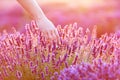 Woman`s hand softly touching lavender flowers at sunset. Royalty Free Stock Photo