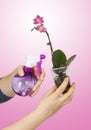 Woman's hand spray pink orchid