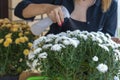 A woman's hand sprays white chrysanthemum flowers with a spray gun in her room at home. Royalty Free Stock Photo