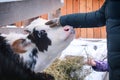 A woman`s hand stroking the face of a cow. Cattle in the winter pen. The girl stroking the young calf Royalty Free Stock Photo