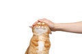 Woman`s hand stroking a ginger cat on Isolated white background