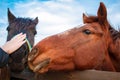 Woman`s hand stroking horse head standing in a stable , horse with the head outside of the stable