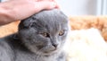 A woman& x27;s hand is stroking a little kitten lying in bed and falling asleep. Beautiful kitten. Royalty Free Stock Photo