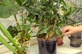 Woman's hand with a table fork loosens the soil of a houseplant Dracaena