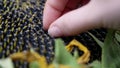 Woman`s hand taking sunflower seed from sunflower, slow motion in high resolution.