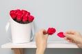 a woman& x27;s hand tears a petal from a rose. Royalty Free Stock Photo
