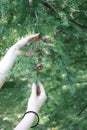Woman's hand tenderly holding tamarack tree branch