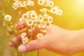 Woman`s hand touch bouquet of camomile at sunset or sunrise. Rural and natural concept, alternative medicine Royalty Free Stock Photo