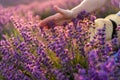 A woman`s hand touches lavender, feeling nature. A woman collects lavender. Cosmetic product. The concept of appeasement