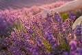 A woman`s hand touches lavender, feeling nature. A woman collects lavender. Cosmetic product. The concept of appeasement