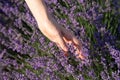 A woman`s hand touches lavender, feeling nature. A woman collects lavender. Cosmetic product. The concept of appeasement