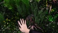 Woman`s hand touches variety of plants. Concept. Small garden with exotic green plants and ferns. Woman touches fern and