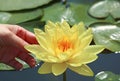 Woman`s Hand Touching a Beautiful Yellow Nymphaea Joey Tomocik with Care Royalty Free Stock Photo